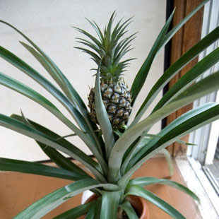 Pineapple Pots