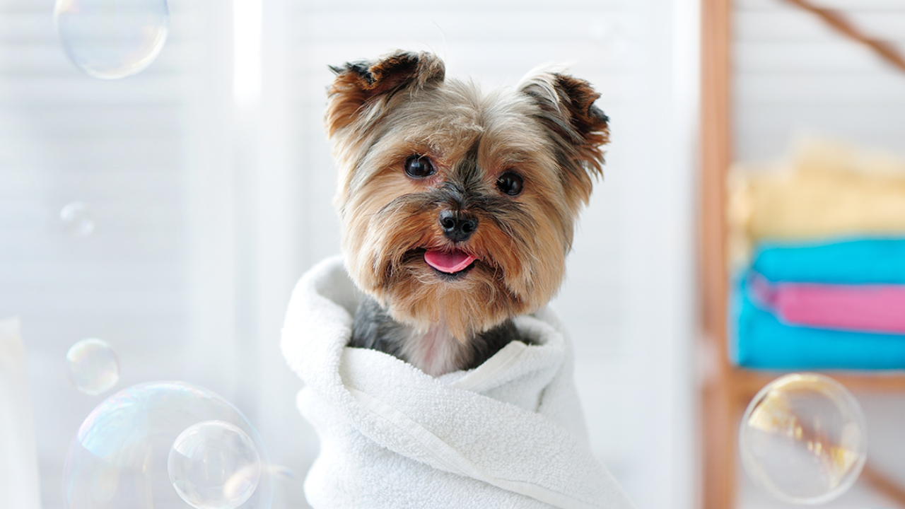 Dog to Special Spa Package at Petco 